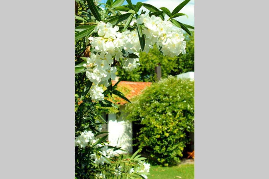 Vila Big Beautiful House With Garden In 5Ta Seccion Neighbourhood Mendoza Exteriér fotografie
